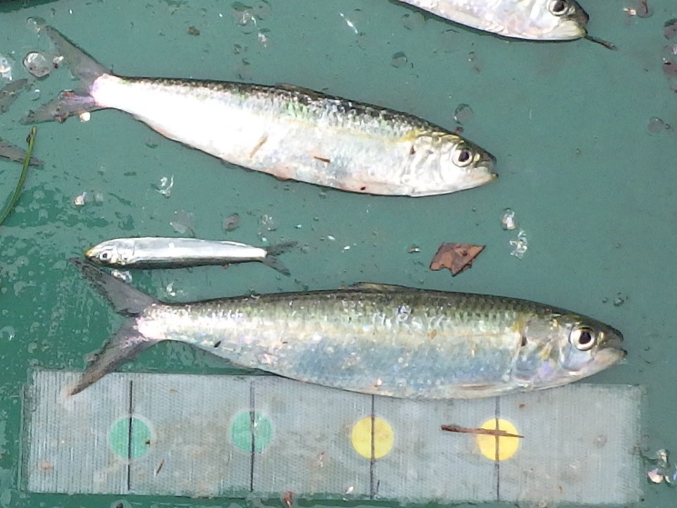 カタボシイワシ