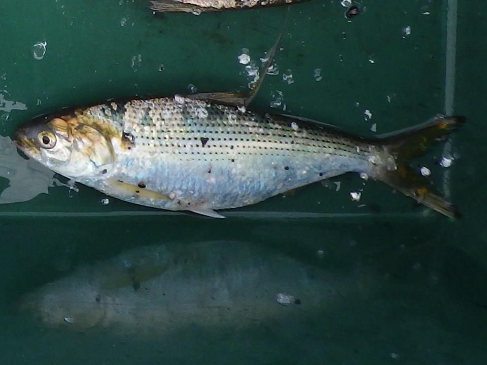 コノシロの写真 1