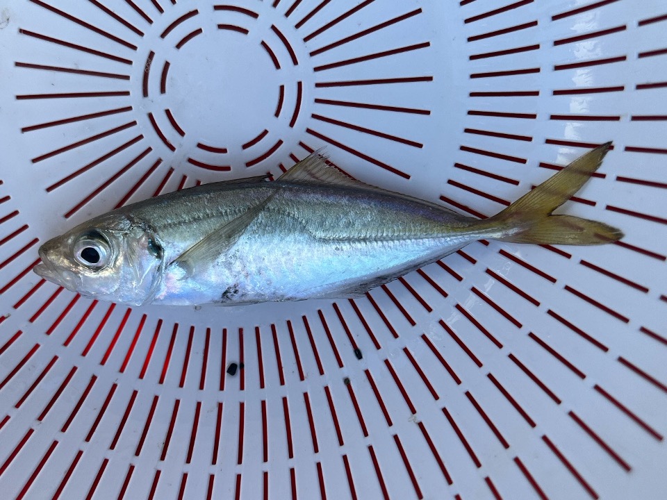 マアジの写真 2