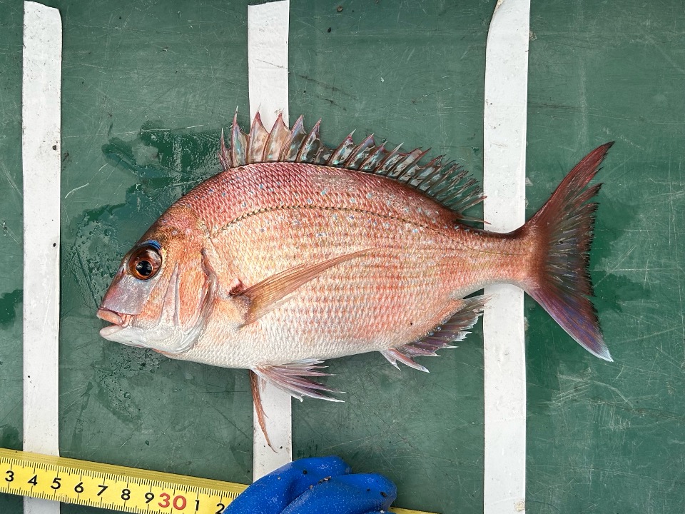 マダイの写真 2