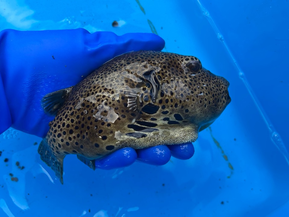 モヨウフグの写真 2