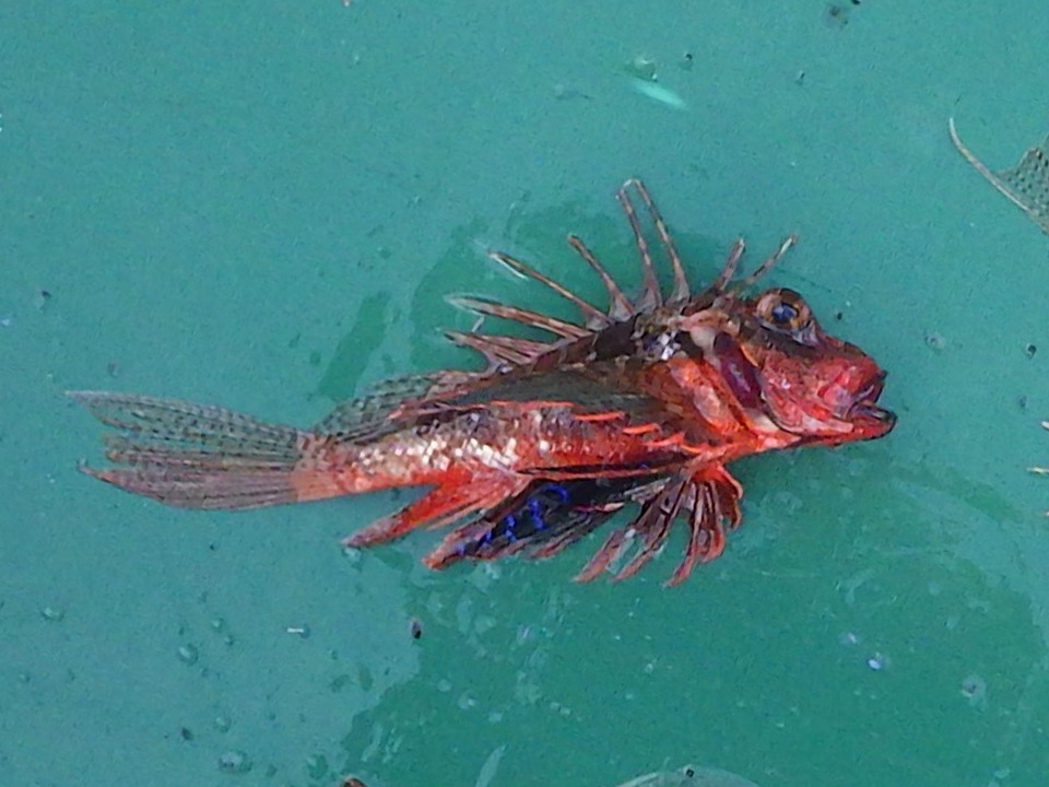 セトミノカサゴ