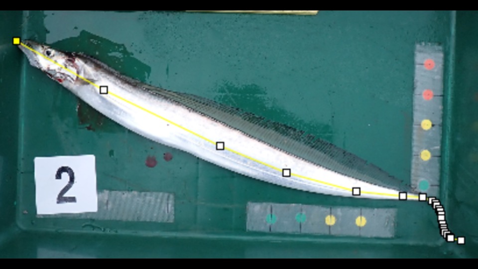 画像処理による魚の体長算出